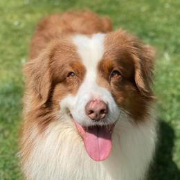 Australian Shepherds, French Bulldogs, and German Shepherds from Round of Apaws Canines