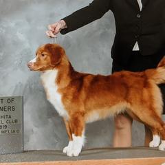 Chata - Nova Scotia Duck Tolling Retriever