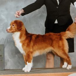Chata - Nova Scotia Duck Tolling Retriever