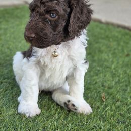 Poodle Puppies from Patitas