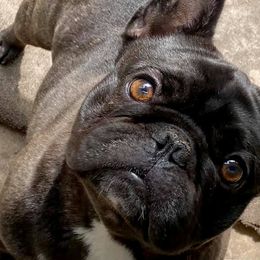 French Bulldogs from NorthGate Bullies & Frenchie