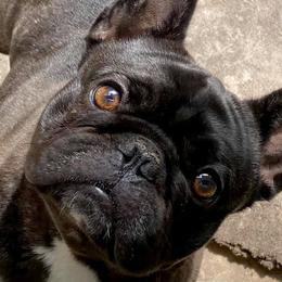 French Bulldogs from NorthGate Bullies & Frenchie