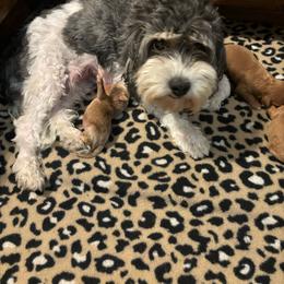 Eevee - Cavapoo