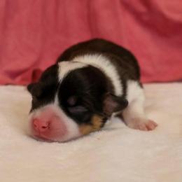 Peck - Black and tan female Pembroke Welsh Corgi puppy in Arcanum, Ohio from Weissway Corgis