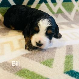Bill - Tri-color male Bernedoodle puppy in Sandy, Oregon from MC Doodles