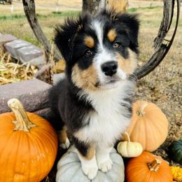 Australian Shepherd Puppies from Badlands Australian Shepherds