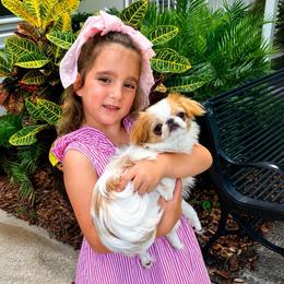 Ruby - Japanese Chin