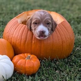 Boy 2- Ross - Goldendoodle puppy from Little Retrievers