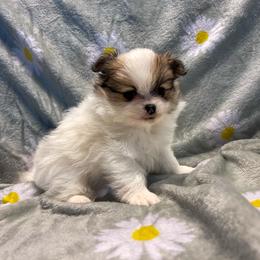 Legacy girl - Red parti female Pomeranian puppy in Weatherford, Texas from COCO'S POMS AND FRENCHIES