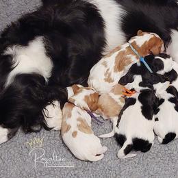 Cavalier King Charles Spaniel Puppies from Royalton Cavaliers