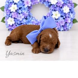 Yasmin - Red  female Goldendoodle puppy in State Road, North Carolina from Must Love Doodles