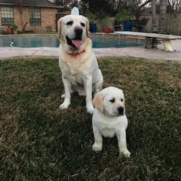 Labrador Retriever Puppies from BOI Gulf Coast Labradors