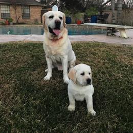 Labrador Retriever Puppies from BOI Gulf Coast Labradors