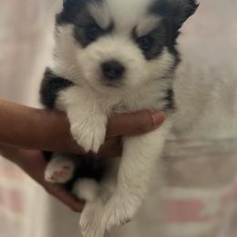 Pomsky Puppies from Pomskies By L&M