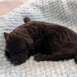 Male 3 - Chocolate male Labradoodle puppy in Mountain View, Missouri from Gastineau Doodles