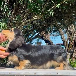 Serabi - Dachshund