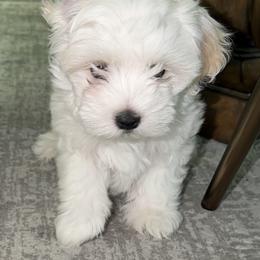 Maltipoo Puppies from Antonae Wallace