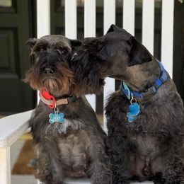 Jilly - Miniature Schnauzer