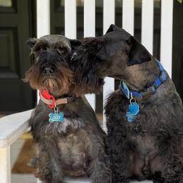 Jilly - Miniature Schnauzer
