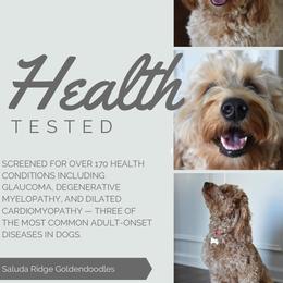 Goldendoodle Puppies from Saluda Ridge Goldendoodles