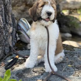 Saint Berdoodle Puppies from Country Manor Saint Berdoodles