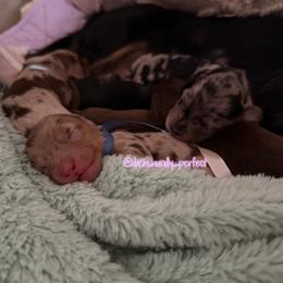 Denim-5000 - Dapple male Dachshund puppy in Summerfield, Florida from Dachshundly Perfect
