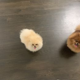 Pomeranian Puppies from Halo Poms