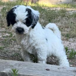 Daisy - Parti female Goldendoodle puppy in Monument, Colorado from Colorado Dreamin Doodles