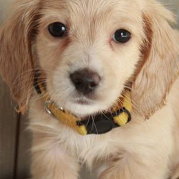 Dachshunds from Ana’s Beautiful Doxies