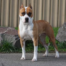 Fergie - American Pit Bull Terrier