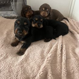 Dachshund Puppies from Scenic City Dachshunds