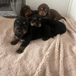 Dachshund Puppies from Scenic City Dachshunds