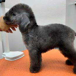 Bedlington Terrier and Great Dane Puppies from Show Bedlingtons