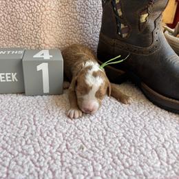 Shyanne - Red  female Goldendoodle puppy in Chino Valley, Arizona from Bass Creek Doodles