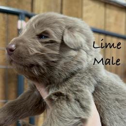 Lime - Isabella male German Shepherd puppy in Terra Alta, West Virginia from Shepherd Country Farm and Kennels
