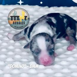 Domino - Blue merle male Australian Shepherd puppy in Tucson, Arizona from TTTNT Aussies