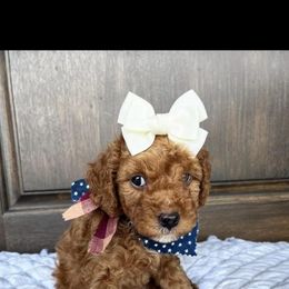 Goldendoodle Puppies from Proctor’s Petite Goldendoodles