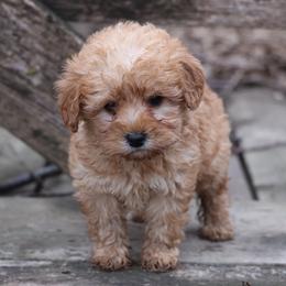 Kia - Cream female Whoodle puppy in West Bend, Iowa from Blue Skies Terriers