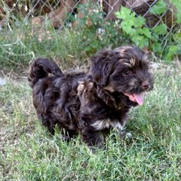 Hank - Chocolate male Havanese puppy in Mustang, Oklahoma from Rose Hill Havanese