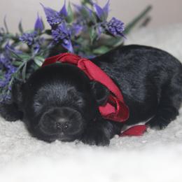 Cha Cha - Black female Maltipoo puppy in Arkansas from Brew House