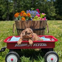 Bandit - Merle male Cavapoo puppy in Mc Ewen, Tennessee from Spencer's "lil" Cavapoos & Bernedoodles