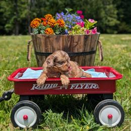 Bandit - Merle male Cavapoo puppy in Mc Ewen, Tennessee from Spencer's "lil" Cavapoos & Bernedoodles