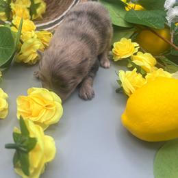 Girl 1 - Chocolate merle female Pomeranian puppy in Brentwood, California from Royalpawpoms