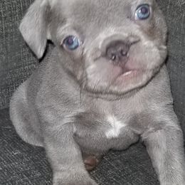 French Bulldog Puppies from Rock Island Frenchies of Texas