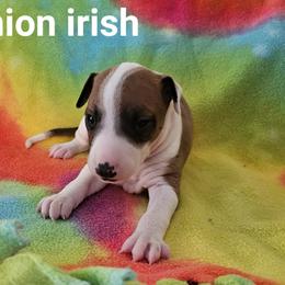 Red irish boy - Red male Italian Greyhound puppy in Phillips, Maine from Maplewood Italian Greyhounds