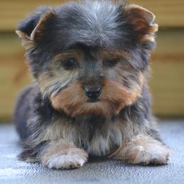 Shiba Inu and Yorkshire Terrier Puppies from Royal Kennels