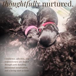 Poodle Puppies from Royal Kedsmore Toy Poodles