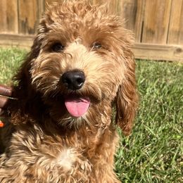 Neiko - Goldendoodle
