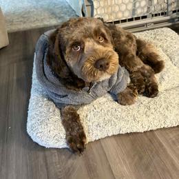 Cavapoo All Grown Up from WW Cavapoos