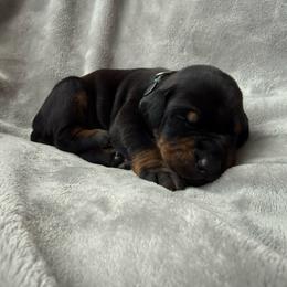 Bango - Black and rust male Doberman Pinscher puppy in Brookfield, Wisconsin from Haus of Hound